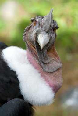 Condor Portrait clipart