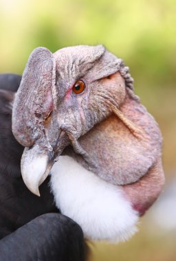 Andean Condor Close Up clipart