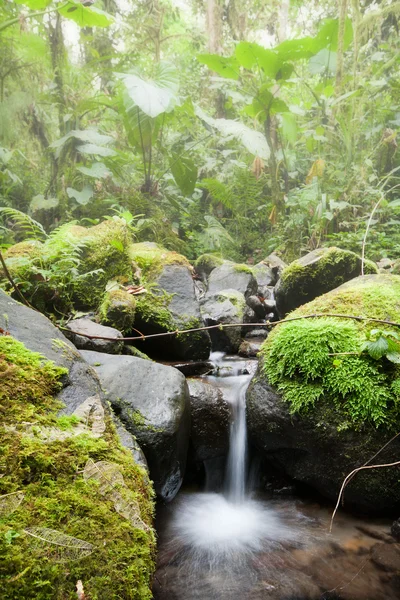 stock image Cloud Forest In Ecuador