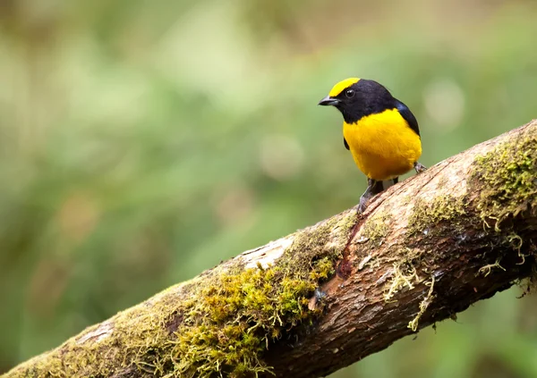 Yellow Bird — Stock Photo, Image