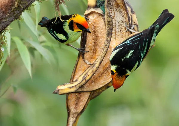 Chestnut Breasted Chlorophonia Pair — Stock Photo, Image