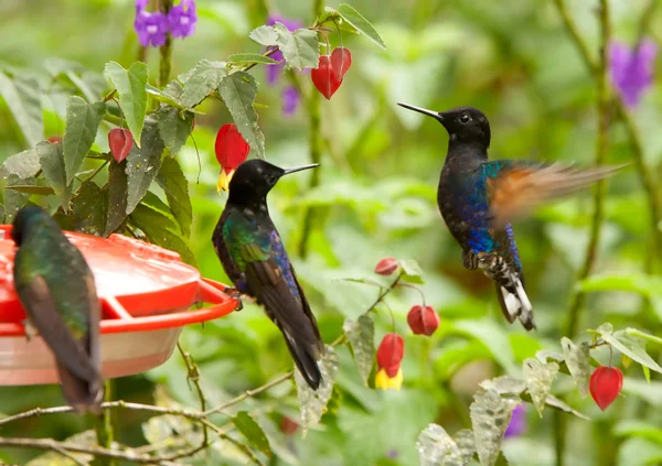 Alimentatore di colibrì — Foto Stock