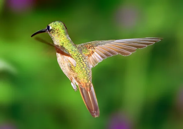 Volo colibrì — Foto Stock