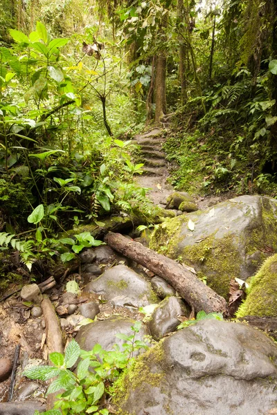 stock image Path In The Amazon