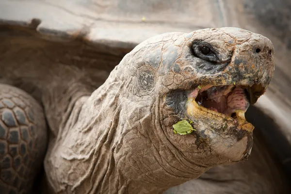 Wegetariańskie żółw — Zdjęcie stockowe