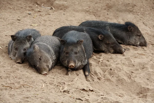 Семейство грудных свиней с дикими воротничками — стоковое фото