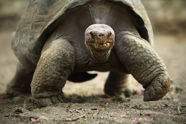 Big Tortoise — Stock Photo, Image