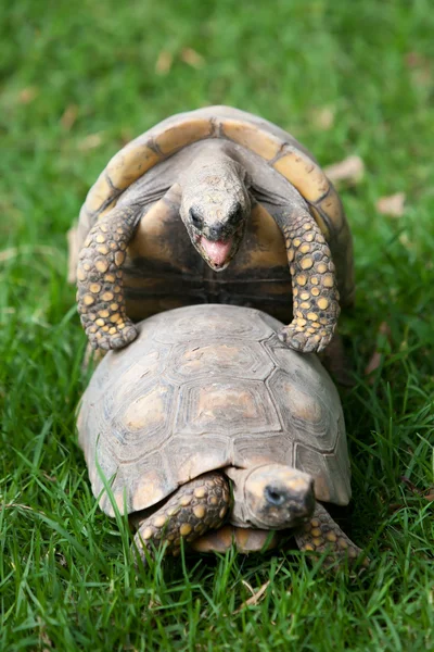 Brazilian Giant Tortoise — Stock Photo, Image