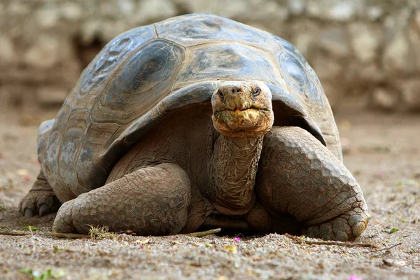Famous Galapagos Turtle George — Stock Photo, Image