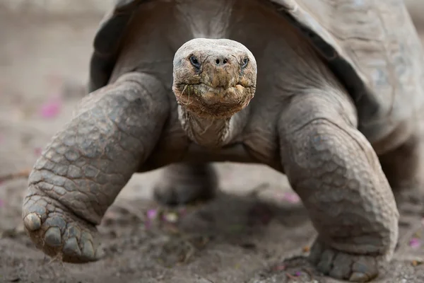 Agile Tortoise — Stock Photo, Image