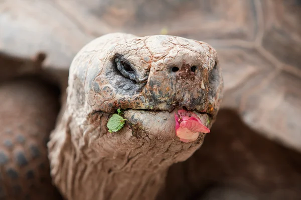 Tortoise Close Up — Stock Photo, Image