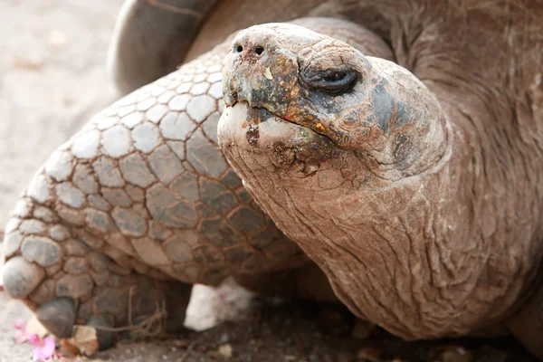 stock image Tortoise Face