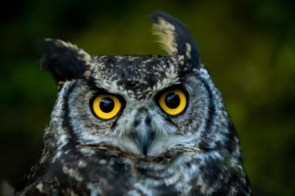 Owl Bird Face — Stock Photo, Image