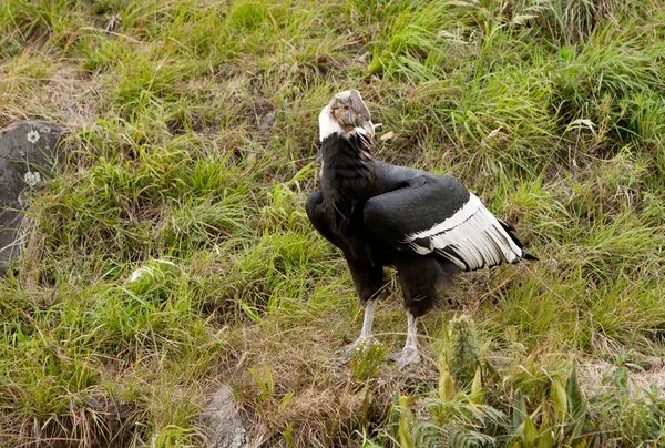Condor erkek — Stok fotoğraf
