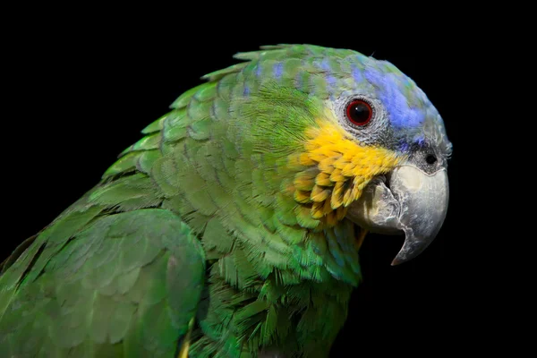 Голубоголовый попугай — стоковое фото