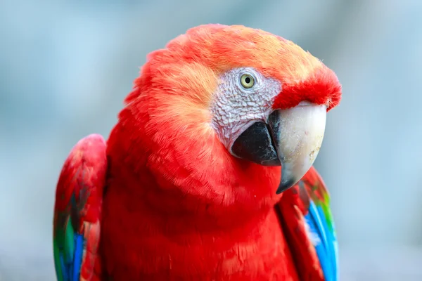 Ara papoušek papoušek pták proti modré obloze — Stock fotografie