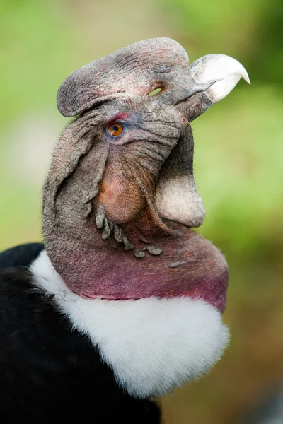 Condor beak — Stock Photo, Image