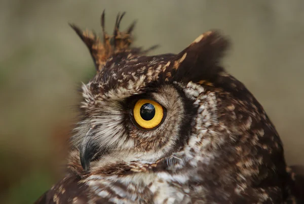 Common Owl Bird — Stock Photo, Image
