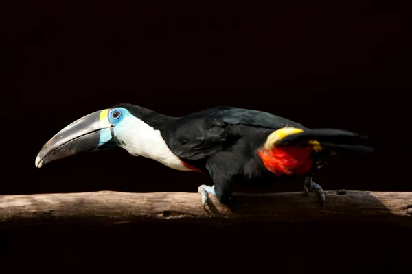 Yellow Billed Toucan Bird — Stock Photo, Image