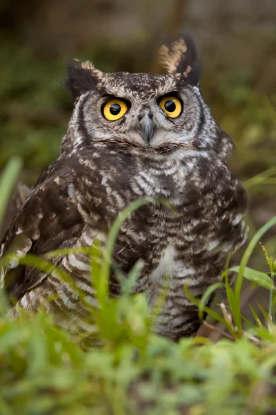 Gemeenschappelijke Owl vogel aanbrengen op de grond — Stockfoto
