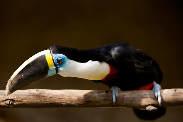 Туканская птица, изолированная естественным светом — стоковое фото