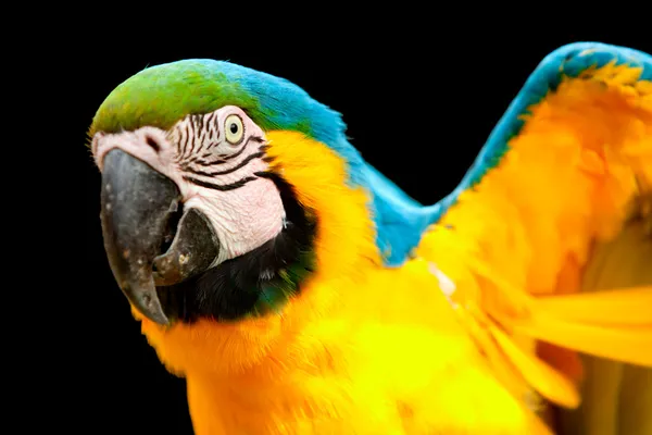 Modré a žluté papoušek pták — Stock fotografie