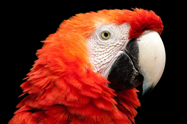 Tête d'oiseau Ara Macaw rouge vif isolée sur noir — Photo