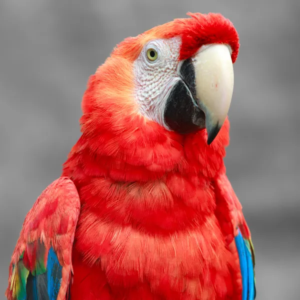 Papoušek ara zblízka — Stock fotografie