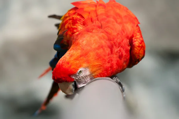 Leuchtend roter Ara-Vogel in freier Wildbahn — Stockfoto
