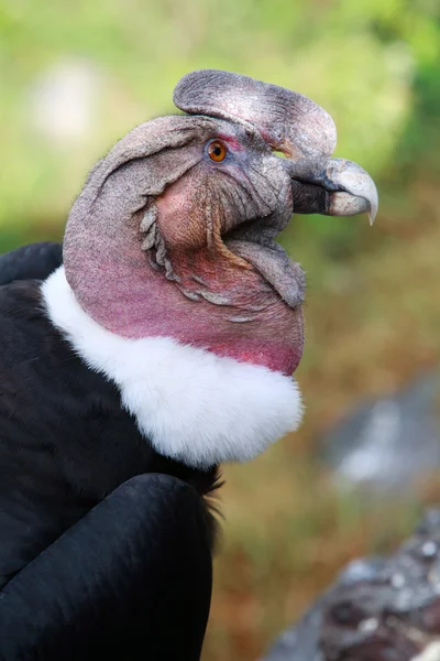 Masculino Condor Head Profile Close Up — Fotografia de Stock