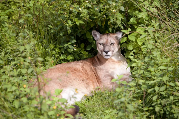 Puma Concolor — Stok fotoğraf