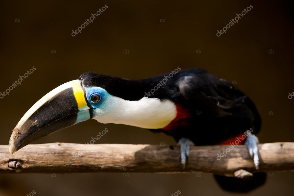 Oiseau Toucan Isolé Par La Lumière Naturelle Photographie