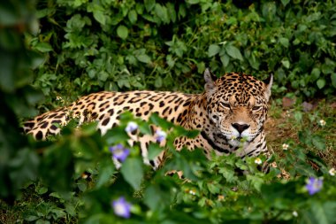 erkek jaguar