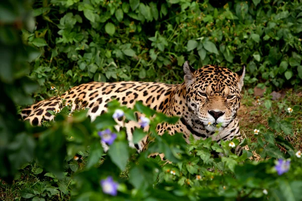 Homem Jaguar — Fotografia de Stock