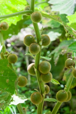 Solanum Quitoense