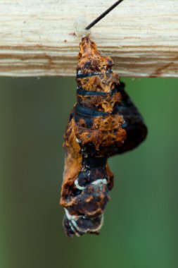 Kelebek pupa