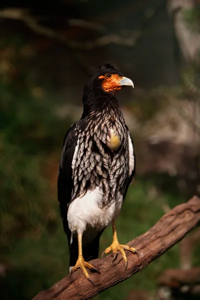 Curiquingue kuş — Stok fotoğraf