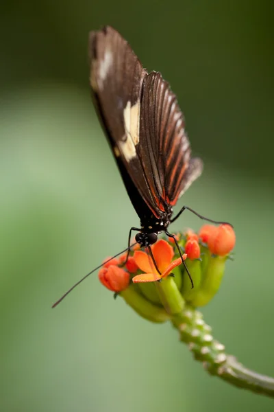 Alimentação de insetos borboleta vertical — Fotografia de Stock