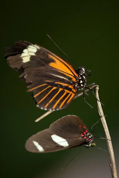 Paire de papillons — Photo