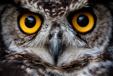 Owl Bird Face Close Up clipart