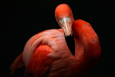 Flamingo kuşu izole