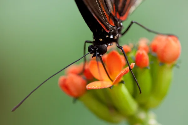 Alimentación de insectos mariposa — Foto de Stock