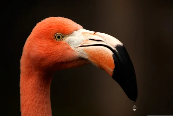 Flamingo Pássaro cabeça tiro isolado — Fotografia de Stock