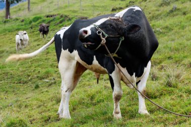 Ücretsiz geniş Holstein boğa
