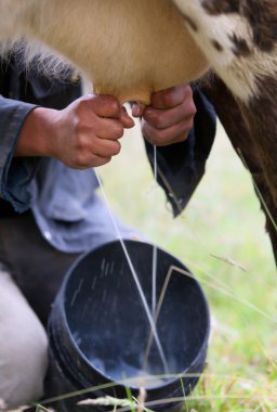 Milking The Cow clipart