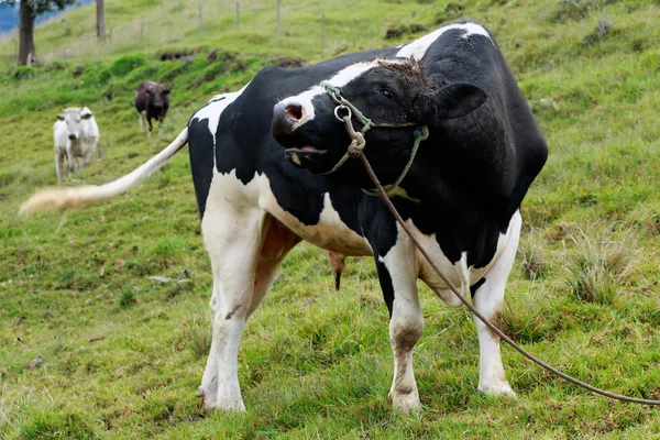 Duży byk Holstein Free Range — Zdjęcie stockowe