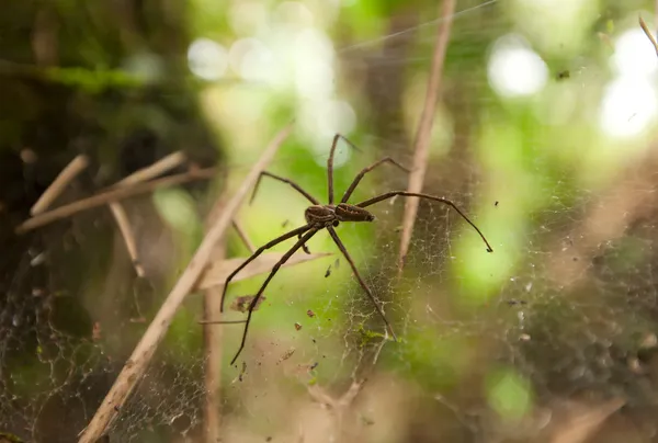 Dangerous Spider — Stock Photo, Image