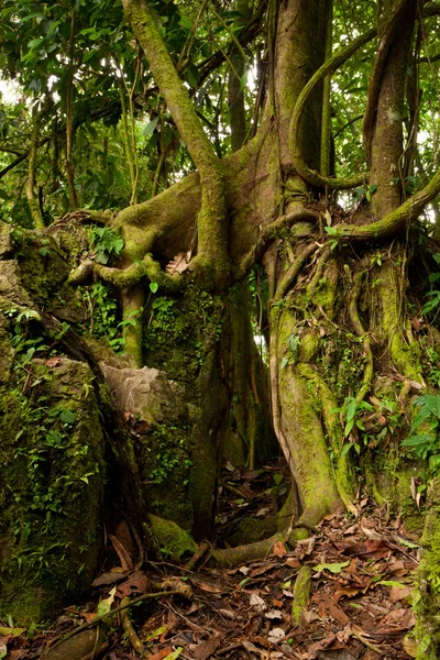 Matapalo ağaç — Stok fotoğraf