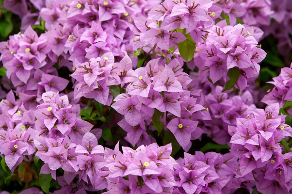 Marco lleno de flores de buganvilla malva —  Fotos de Stock