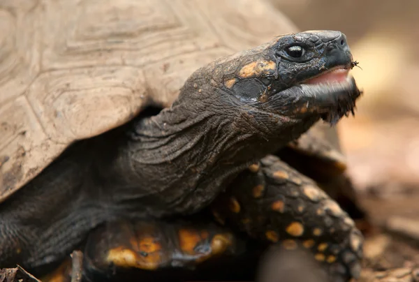 Żółw Brazylijski Ruchu Zbliżenie — Zdjęcie stockowe